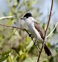 White bird with short bill, black cap, brown wings and black tail