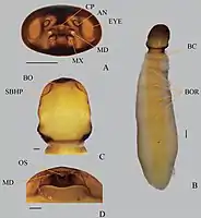 Male pupa head (top left) and adult female of Xenos yangi (Stylopidia, Xenidae) in ventral view (right) and closeup of the cephalothorax (centre and bottom left)