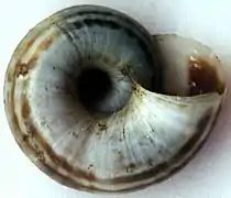 Umbilical view of a shell of Xerolenta obvia