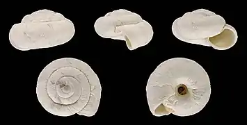 Xerosecta pharussica minor