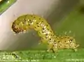 1st instar larva