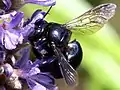 Southern carpenter bee