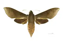 Xylophanes porcus continentalis Dorsal side.