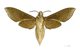 Xylophanes porcus continentalis △ Ventral side.