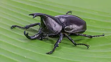 Image 13Xylotrupes socratesPhoto credit: Basile MorinXylotrupes socrates (Siamese rhinoceros beetle, or "fighting beetle"), male, on a banana leaf. This scarab beetle is particularly known for its role in insect fighting in Northern Laos and Thailand.More selected pictures