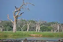 A water stream and dead trees in a wetland