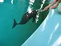 A finless porpoise being fed