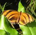 Butterfly in Butterfly House