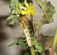 Larva eating flower of Triumfetta sp.