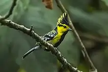 A black and yellow bird perching on the branch of tree