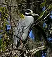 A large gray wading bird with a black, white, and yellow feathered head and a medium-size black and gray beak sitting on a tree branch covered in moss and leaves