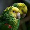 Yellow-headed Amazon parrot