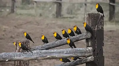 Group of yellow-headed blackbirds in Wyoming
