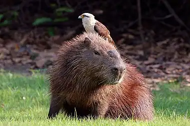 Adult on capybara (Hydrochoeris hydrochaeris), the Pantanal, Brazil