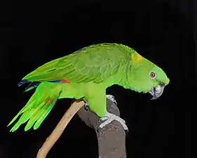 A yellow-naped Amazon parrot, colored green for camouflage in the jungle