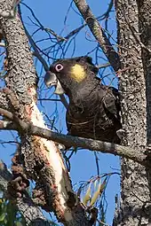 A large black cockatoo partly hidden behind a small tree trunk, peeling bark downwards off another branch with its large beak