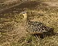 Female at Masai Mara