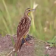 Queen Elizabeth National Park, Uganda