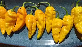 Yellow ghost pepper