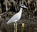 Yellow-crowned night heron on Kitching Creek