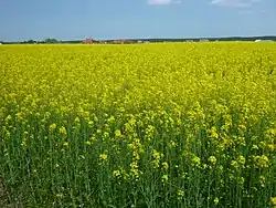 Yellow Fields of Kokoszkowy