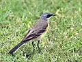 Adult female Turkestan black-headed wagtail (M. f. melanogrisea) wintering in Kolkata (West Bengal, India)