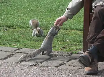A garden visitor hand-feeding a grey squirrel