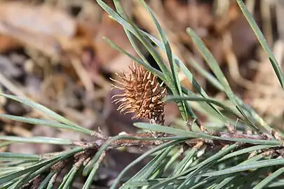 A growing female cone of a Scots pine on a mountain in Perry County, Pennsylvania