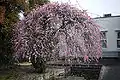 Weeping plum tree cultivar
