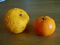 Yuzu (left) compared to mandarin orange (right)