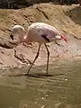 Chilean flamingo