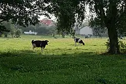 Cows grazing on a pasture; a common sight in Zabłocie.