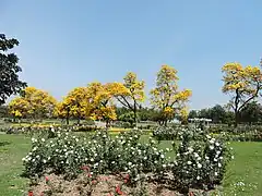 Roses in the garden.