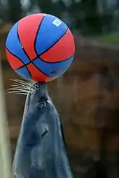 A grey sea lion with white whiskers balancing a ball that resembles a blue-and-red basketball