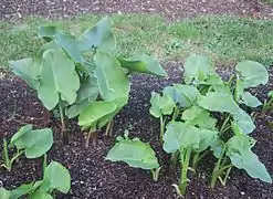 Emerging leaf growth