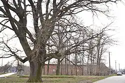 Sacred Oak Tree in village Kočino Selo, municipality Jagodina, Serbia