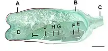 Corn grain length section, A=Pericarp, B=Aleurone, C=Tip cap, D=Endosperm, E=Coleorhiza, F=Radicle, G=Hypocotyl, H=Plumule, I=Scutellum, J=Coleoptile. Scale=1.4mm.