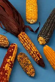 Image 30Examples of the diversity of maize (from Mesoamerica)