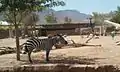 Zebra at the Africa exhibit