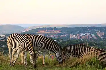 Burchell's zebras grazing at sunset