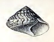 Drawing with an apertural view of the shell