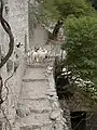 Monastery goat-breeding