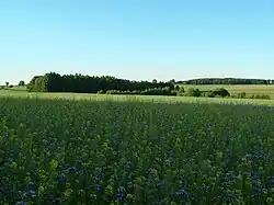 Landscape in Zielona Góra