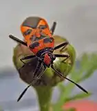 Corizus hyoscyami