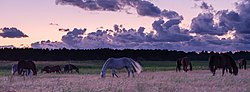 Horses at pasture in Vecdaugava