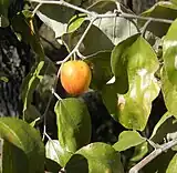 Ber (Ziziphus mauritiana) tropical fruit tree species