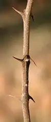 straight and hooked thorns in pairs
