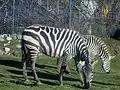 Zebras