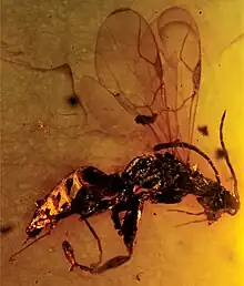Deinodryinus velteni in amber