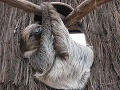 Two-toed sloth at the Dortmund Zoo